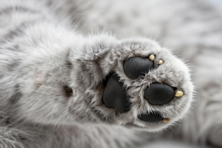 柔光猫爪特写：细腻毛发与锐利尖端的艺术摄影