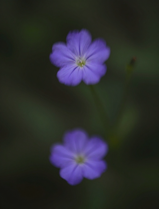 紫花梦影：动静交织的暗夜微光