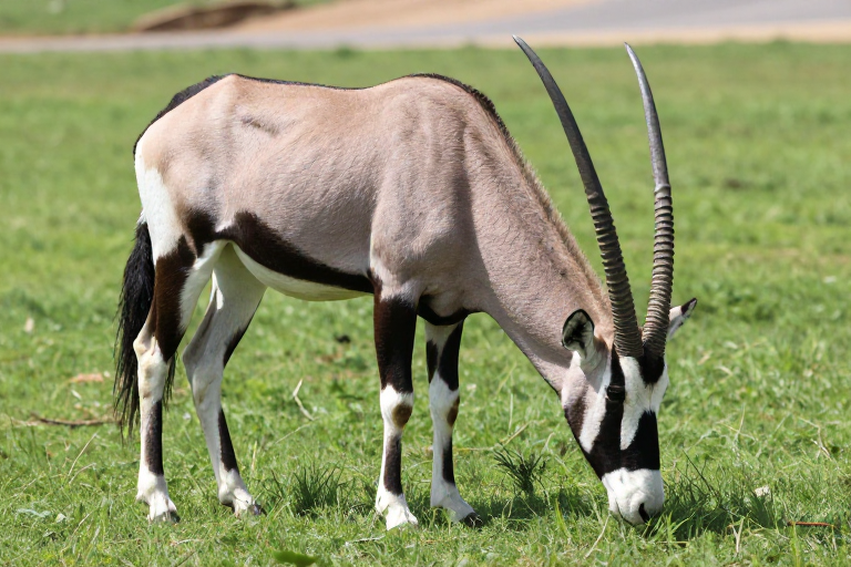 绿荫大羚羊静美食草瞬间