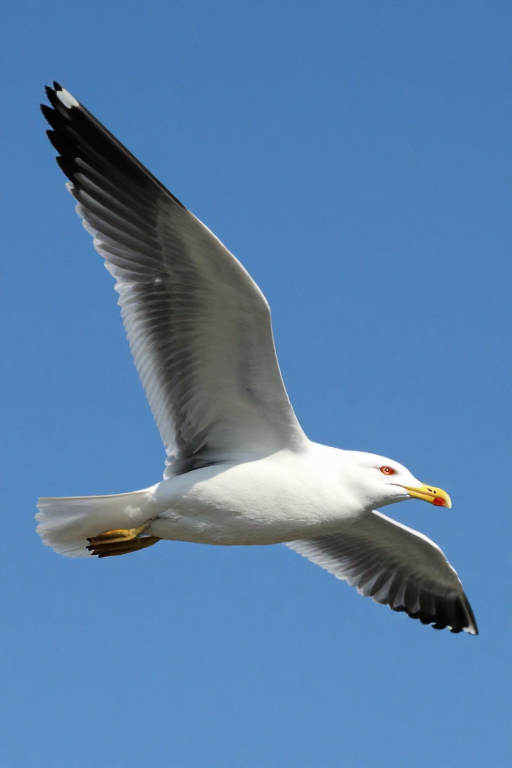 白腹灰翅海鸥翱翔于纯净蓝天