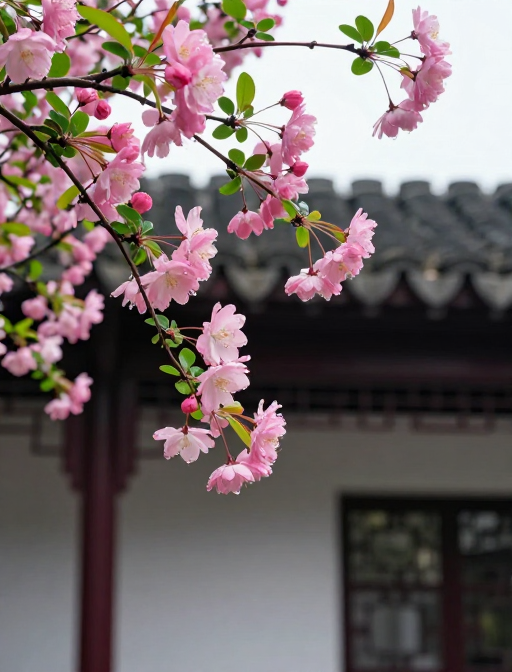 粉嫩海棠盛放于江南庭院,清新露珠点缀绿意