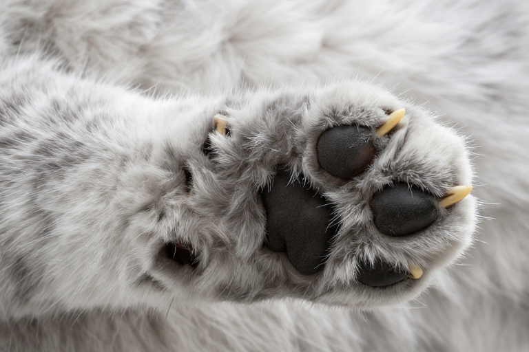 柔光下的灰白猫爪特写：自然质感与细腻纹理