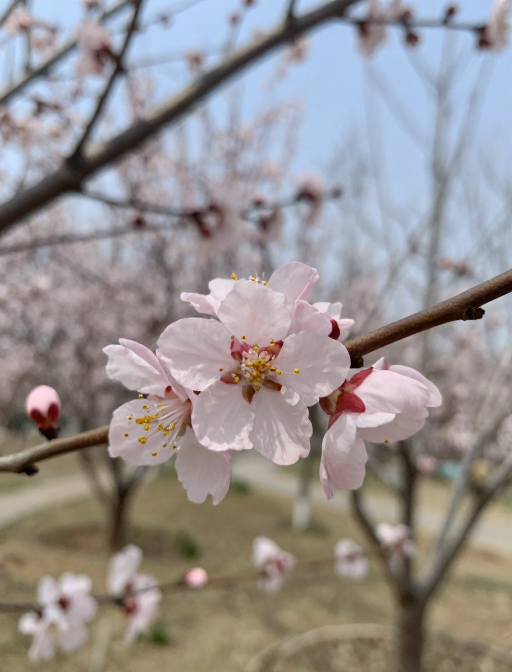 春日生机：繁花似锦的自然画卷