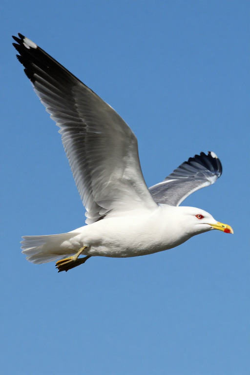 蓝空翱翔：白腹海鸥展翅瞬间