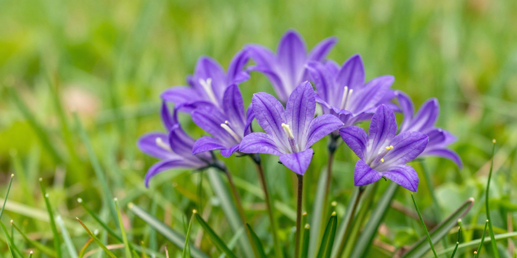紫白相间钟形花在翠绿草地绽放,柔光摄影呈现春景生机